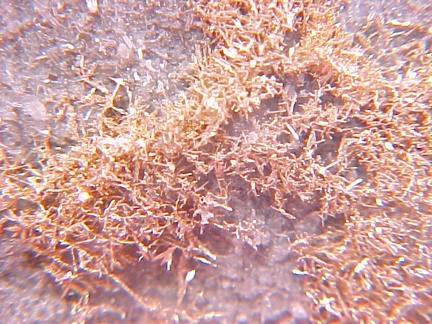 Native Gold  crystals with minor quartz from the Olinghouse Mine in Washoe Co., Nevada